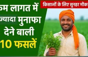 कम लागत में ज्यादा मुनाफा देने वाली फसलों की तस्वीर, भारतीय किसान खेत में लाभदायक खेती करते हुए।